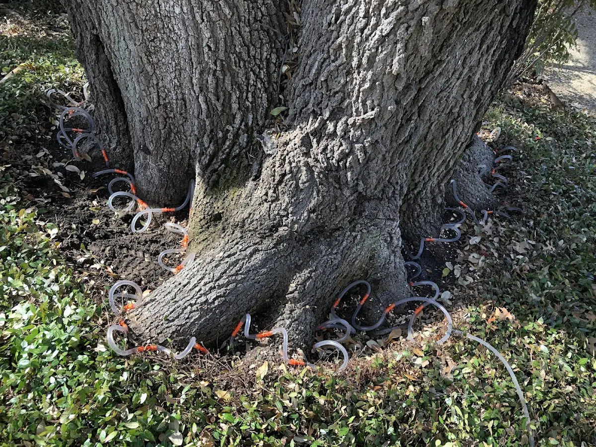 Detailed Tree Cabling and Bracing job site in Silt